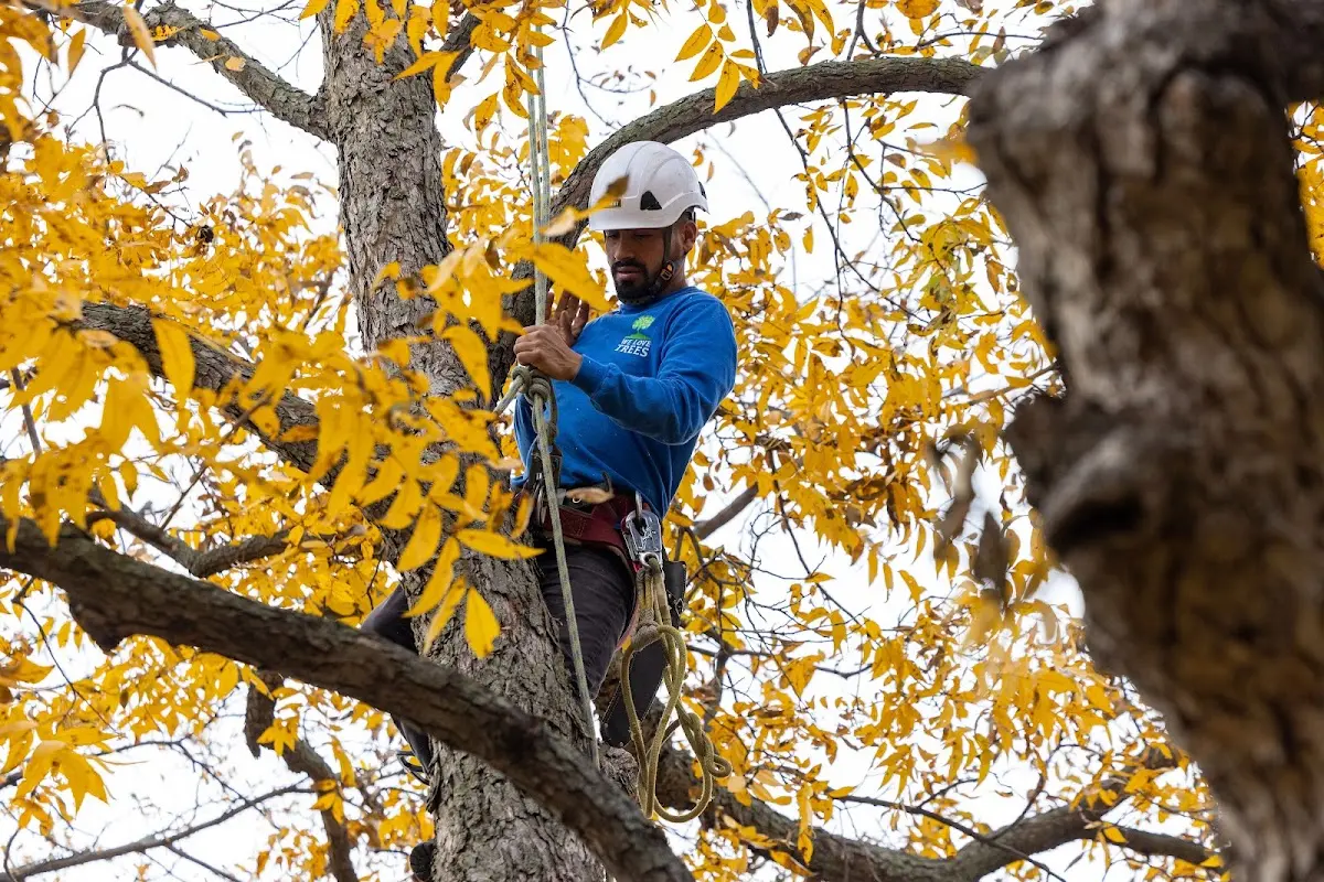 Skilled Tree Planing crew working in Onondaga